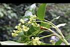 大葉桃花心木-花序0.JPG