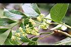 大葉桃花心木-花序1.JPG