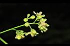 大葉桃花心木-花序12.JPG