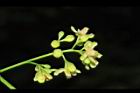 大葉桃花心木-花序13.JPG
