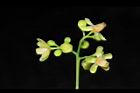 大葉桃花心木-花序14.JPG