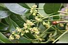 大葉桃花心木-花序2.JPG