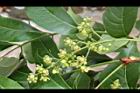 大葉桃花心木-花序5.JPG