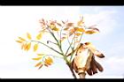 大葉桃花心木-花芽00.JPG