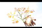 大葉桃花心木-花芽01.JPG