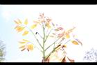 大葉桃花心木-花芽02.JPG