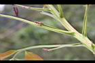 大葉桃花心木-花芽06.JPG