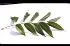大葉桃花心木-葉正01.JPG