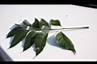 大葉桃花心木-葉正03.JPG