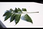 大葉桃花心木-葉正04.JPG