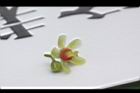 大葉桃花心木-雄花05.JPG