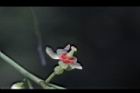 大葉桃花心木-雄花09.JPG
