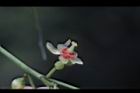 大葉桃花心木-雄花10.JPG