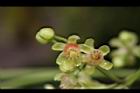 大葉桃花心木-雄花11.JPG