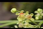 大葉桃花心木-雄花12.JPG