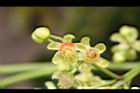 大葉桃花心木-雄花13.JPG
