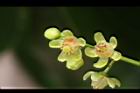 大葉桃花心木-雄花14.JPG