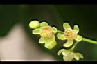 大葉桃花心木-雄花15.JPG