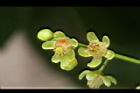 大葉桃花心木-雄花16.JPG