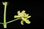 大葉桃花心木-雄花17.JPG