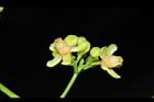 大葉桃花心木-雄花19.JPG
