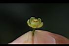 大葉桃花心木-雌花01.JPG