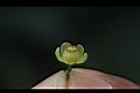 大葉桃花心木-雌花02.JPG