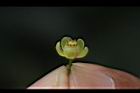 大葉桃花心木-雌花03.JPG