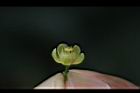 大葉桃花心木-雌花04.JPG