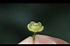 大葉桃花心木-雌花05.JPG