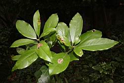 大葉楠-葉01.JPG