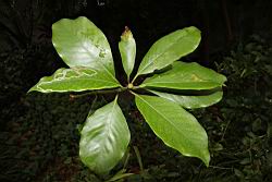 大葉楠-葉03.JPG