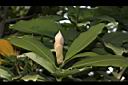 大葉楠-葉苞05.JPG