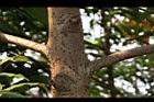 大葉楠-枝01.JPG