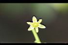 大葉楠-花01.jpg