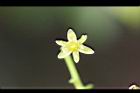 大葉楠-花02.jpg