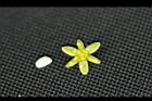 大葉楠-花03.jpg