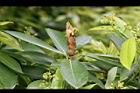 大葉楠-花苞04.jpg