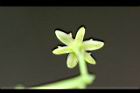 大葉楠-花萼00.jpg