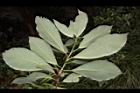 大葉楠-葉12.JPG