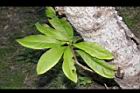 大葉楠-葉46.JPG