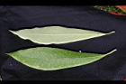 大葉楠-葉49.jpg
