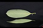 大葉楠-葉51.jpg