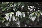 大葉楠-葉53.JPG