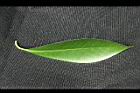 大葉楠-葉正04.jpg