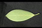大葉楠-葉背01.jpg