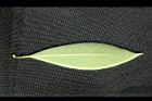 大葉楠-葉背04.jpg