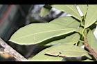 大葉楠-葉背05.JPG