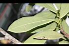 大葉楠-葉背06.JPG