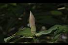 大葉楠-葉苞02.JPG